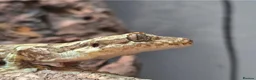 Mixed Breed reptiles for sale: Various geckos and anoles - Advert 7