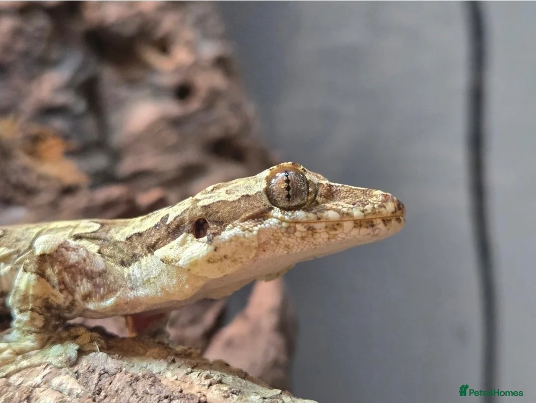 Mixed Breed reptiles for sale: Various geckos and anoles - Advert 7