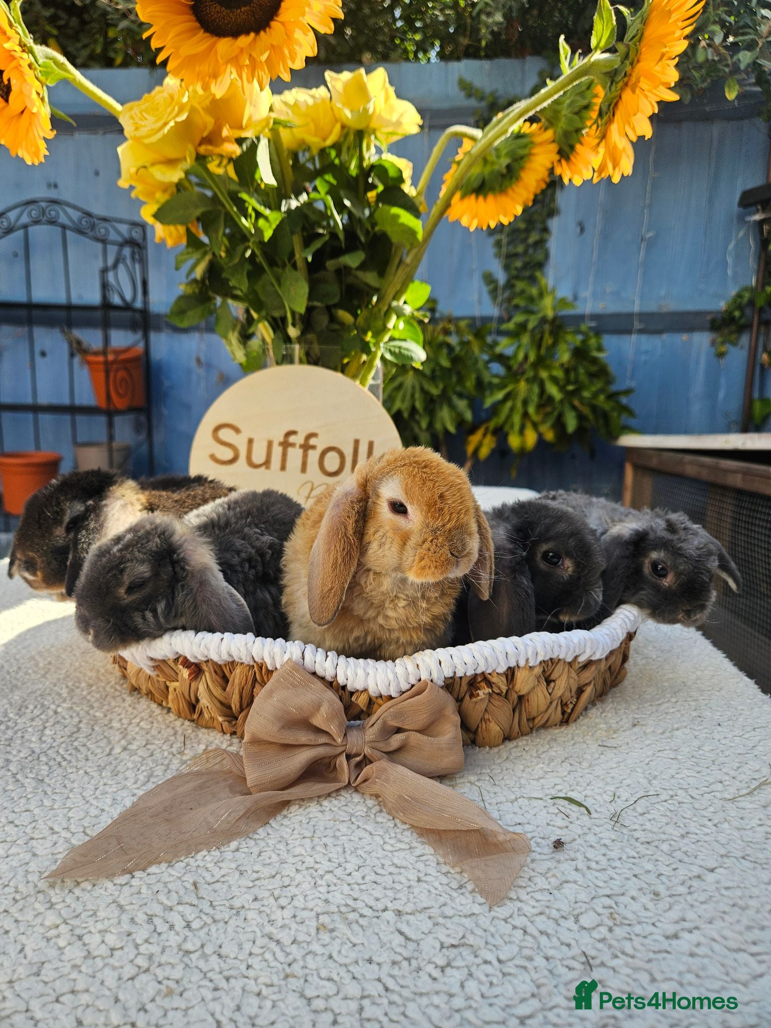 Mini Lop rabbits 5 weeks Pure bred Mini Plush Lops SUFFOLK PLUSH - Advert 2