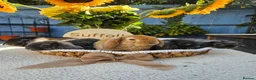 Mini Lop rabbits for sale: 5 weeks Pure bred Mini Plush Lops SUFFOLK PLUSH - Advert 3