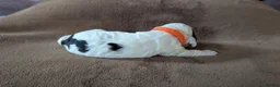 Cocker Spaniel dogs for sale: 1 lovable boy Kc registered show cocker spaniel  - Advert 29