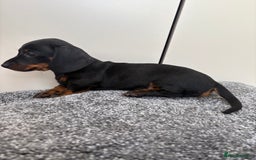 Miniature Dachshund dogs for sale: Black & Tan Minature Dachshunds⭐️ in Leicester - Image 3