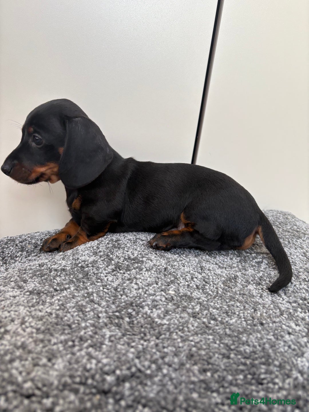 Miniature Dachshund dogs for sale: Black & Tan Minature Dachshunds⭐️ in Leicester - Image 3