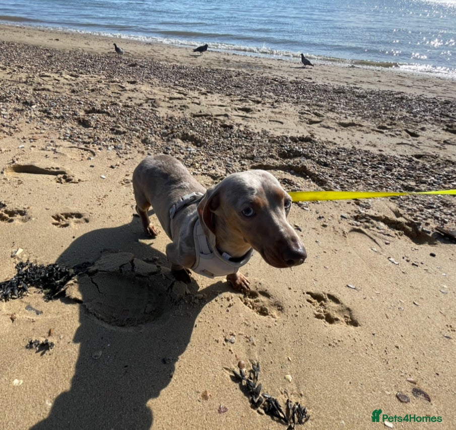 Miniature Dachshund dogs Miniature dachshund dapple female adult - Advert 3