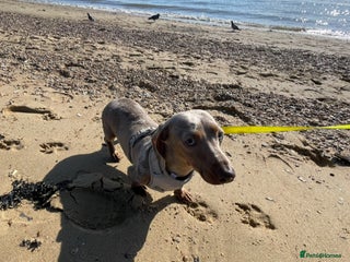 Miniature Dachshund dogs Miniature dachshund dapple female adult - Advert 3