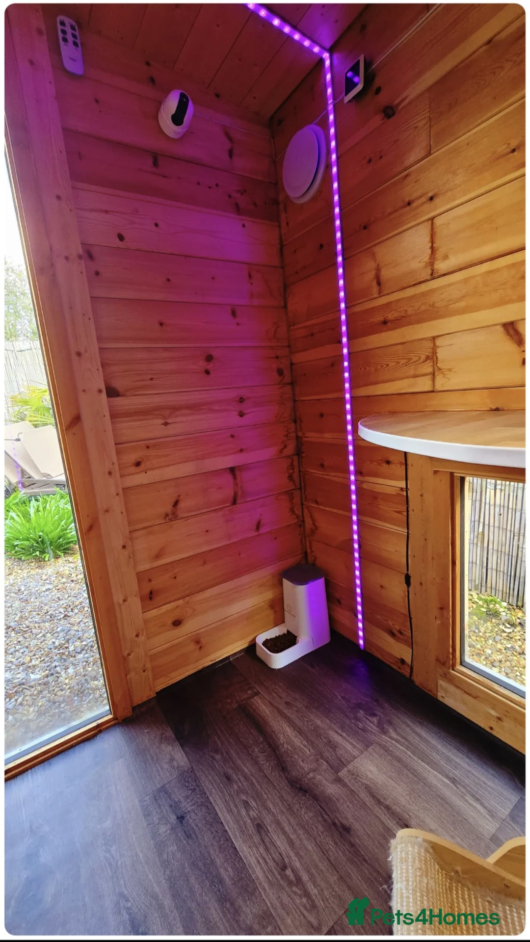 Munchkin cats for stud: Munchkin British Shorthair White - Advert 12