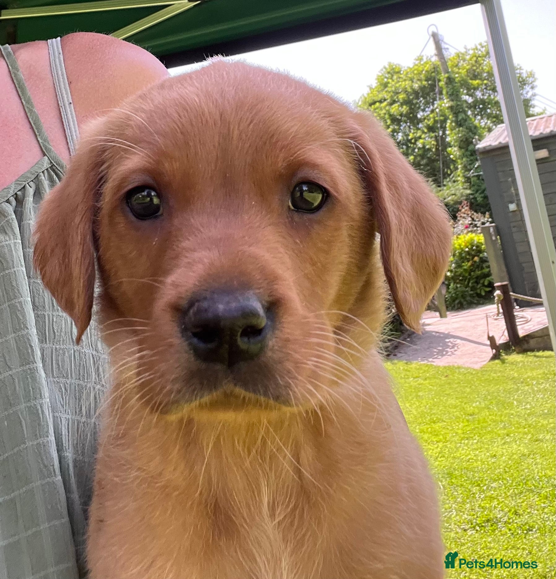 Labrador Retriever dogs *READY NOW *1  Super Dark fox lab pup  - Advert 10