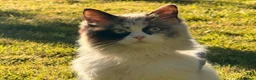 Mixed Breed cats for sale: GORGEOUS KITTENS LOOKING FOR THEIR FOREVER HOMES in Canterbury - Advert 8