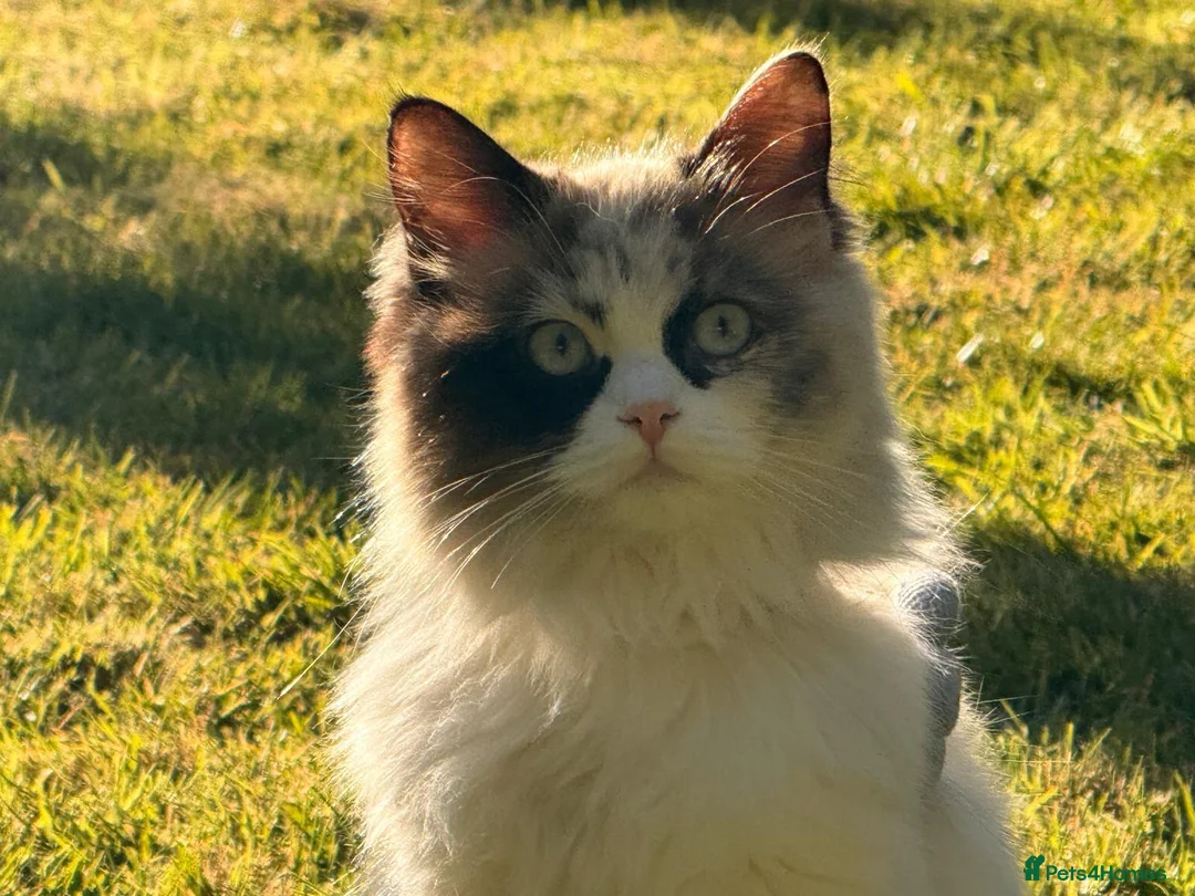 Mixed Breed cats for sale: GORGEOUS KITTENS LOOKING FOR THEIR FOREVER HOMES in Canterbury - Advert 8