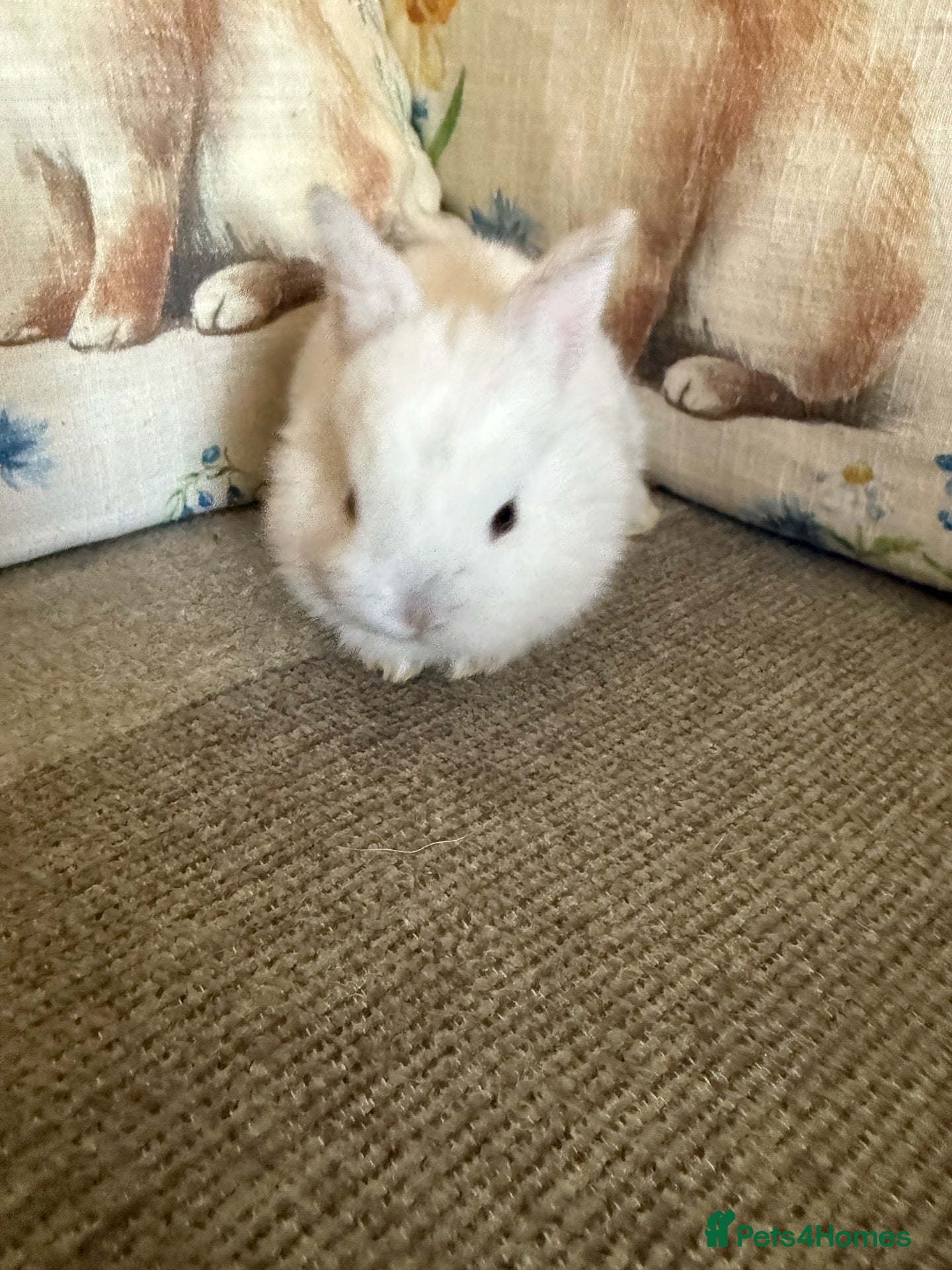 Mixed Breed rabbits Baby rabbits  - Advert 1