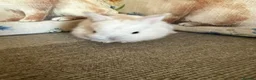 Mixed Breed rabbits for sale: Baby rabbits  in Wrexham - Advert 1
