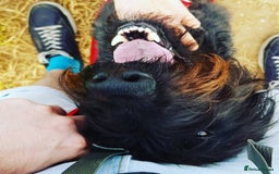 Mixed Breed dogs for sale: Rehoming older labradoodle x Lurcher - Image 7