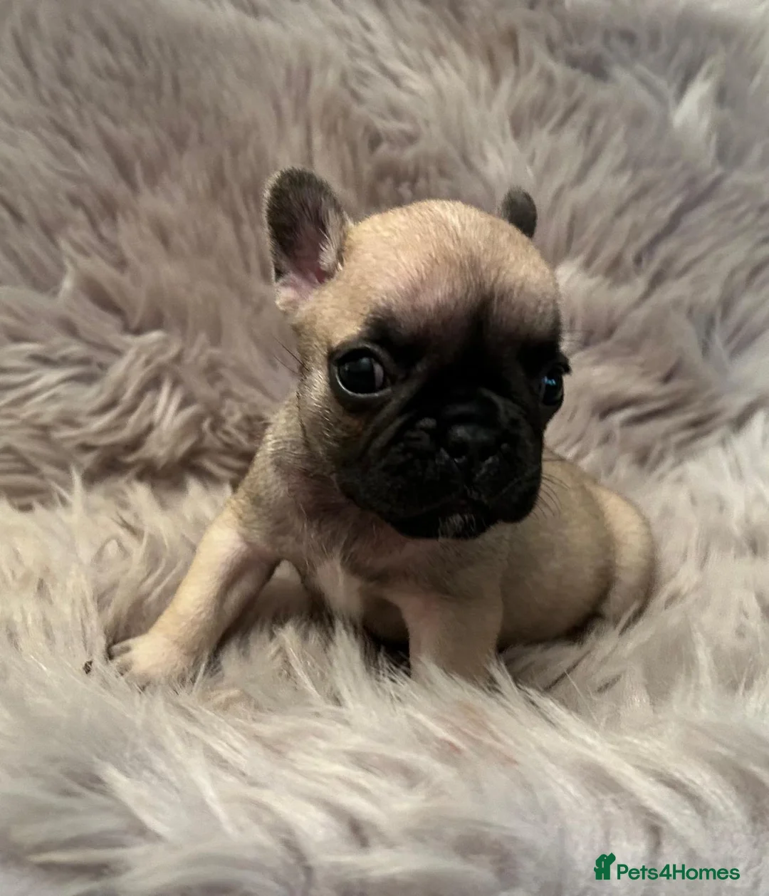 French Bulldog dogs for sale: 3 French bull dog Puppies for sale  - Advert 7