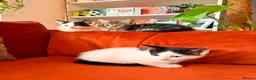Russian Blue cats for sale: I have 5 beautiful kittens available  - Advert 18