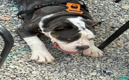 Olde English Bulldogge dogs for sale: N.E.B.B.R registered Olde English bulldog - Image 2