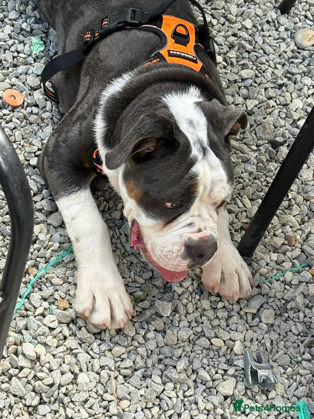 Olde English Bulldogge dogs for sale: N.E.B.B.R registered Olde English bulldog - Image 2