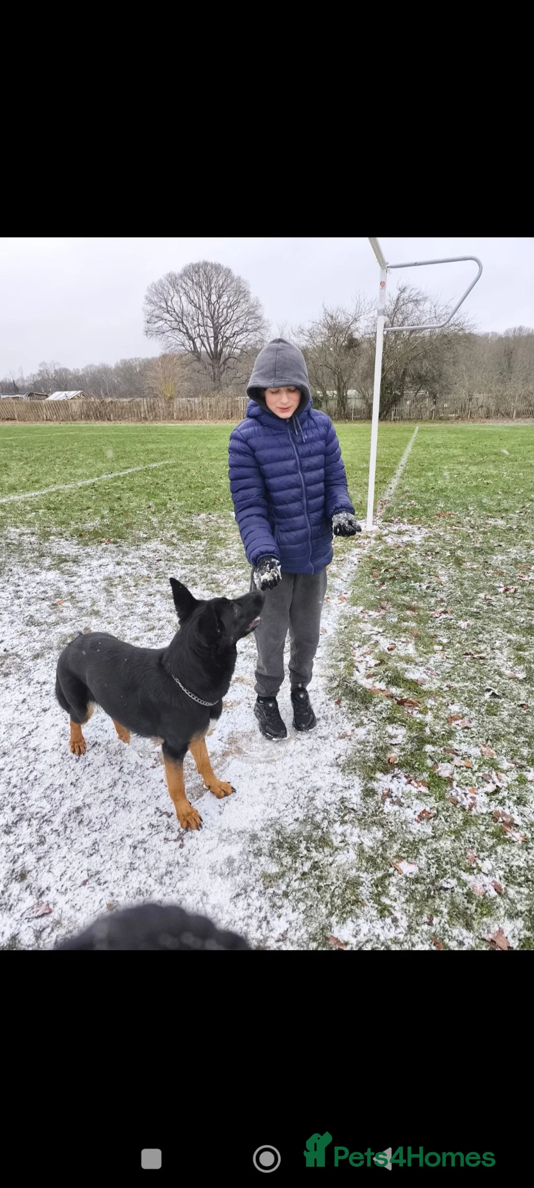German Shepherd dogs for sale: Female German Shepherd Alsation For Good Home - Advert 2