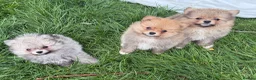 Pomeranian dogs for sale: Beautiful friendly and playful puppys pomeranians - Advert 11