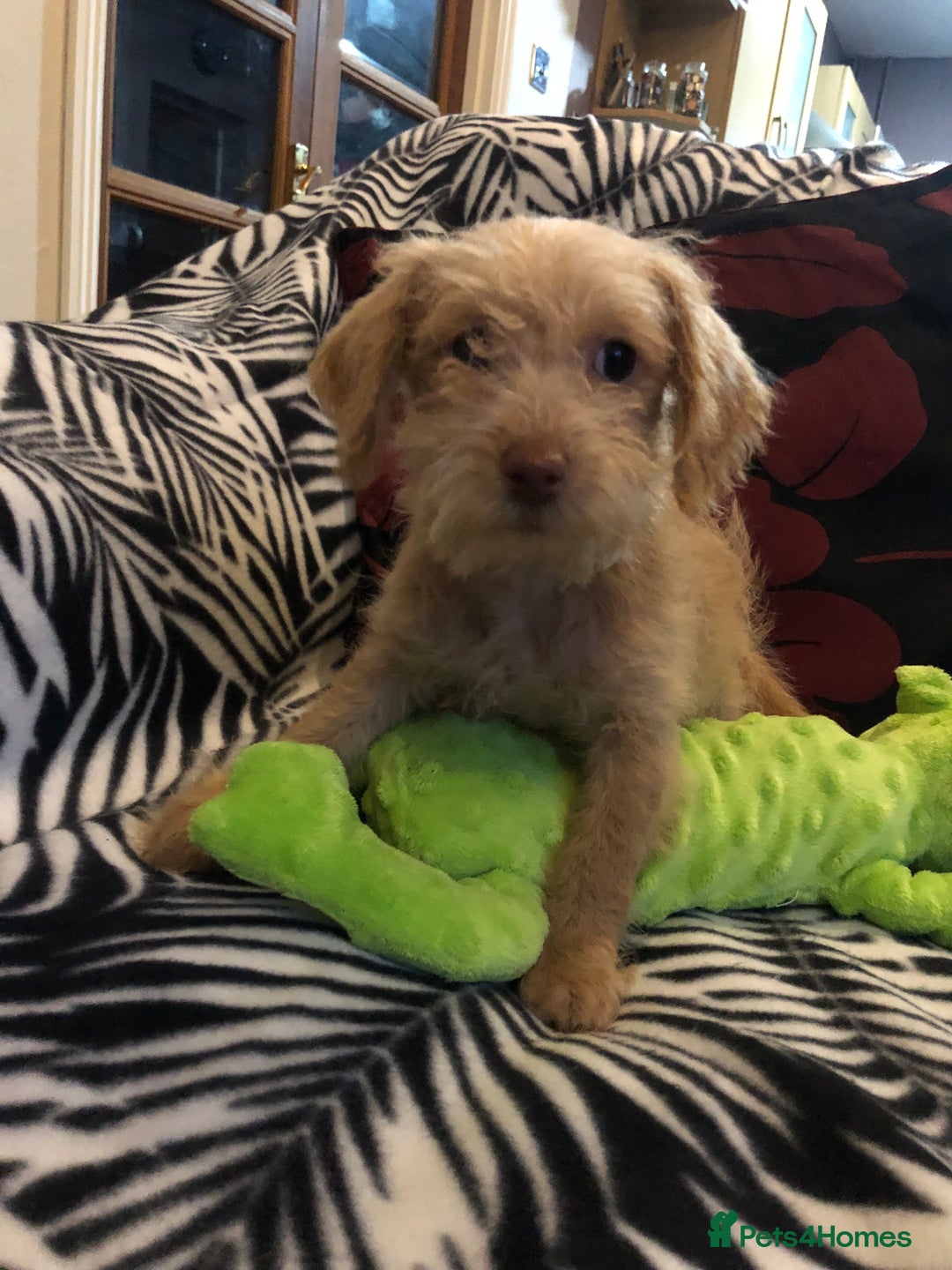 Mixed Breed dogs for sale: shihpoo x maltese puppies for sale - Advert 27