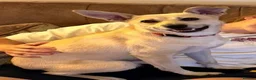 Mixed Breed dogs for adoption: ❤️ CARAMEL & ❤️STELLA – SISTERS IN MISFORTUNE - Advert 23