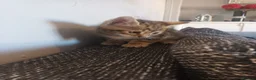 Bengal cats for sale: Bengal kittens looking for new family  - Advert 3
