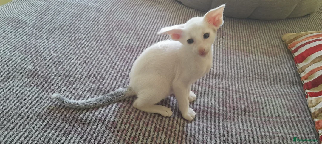 Oriental cats for sale: Oriental brush and smooth hair in Felixstowe - Advert 1