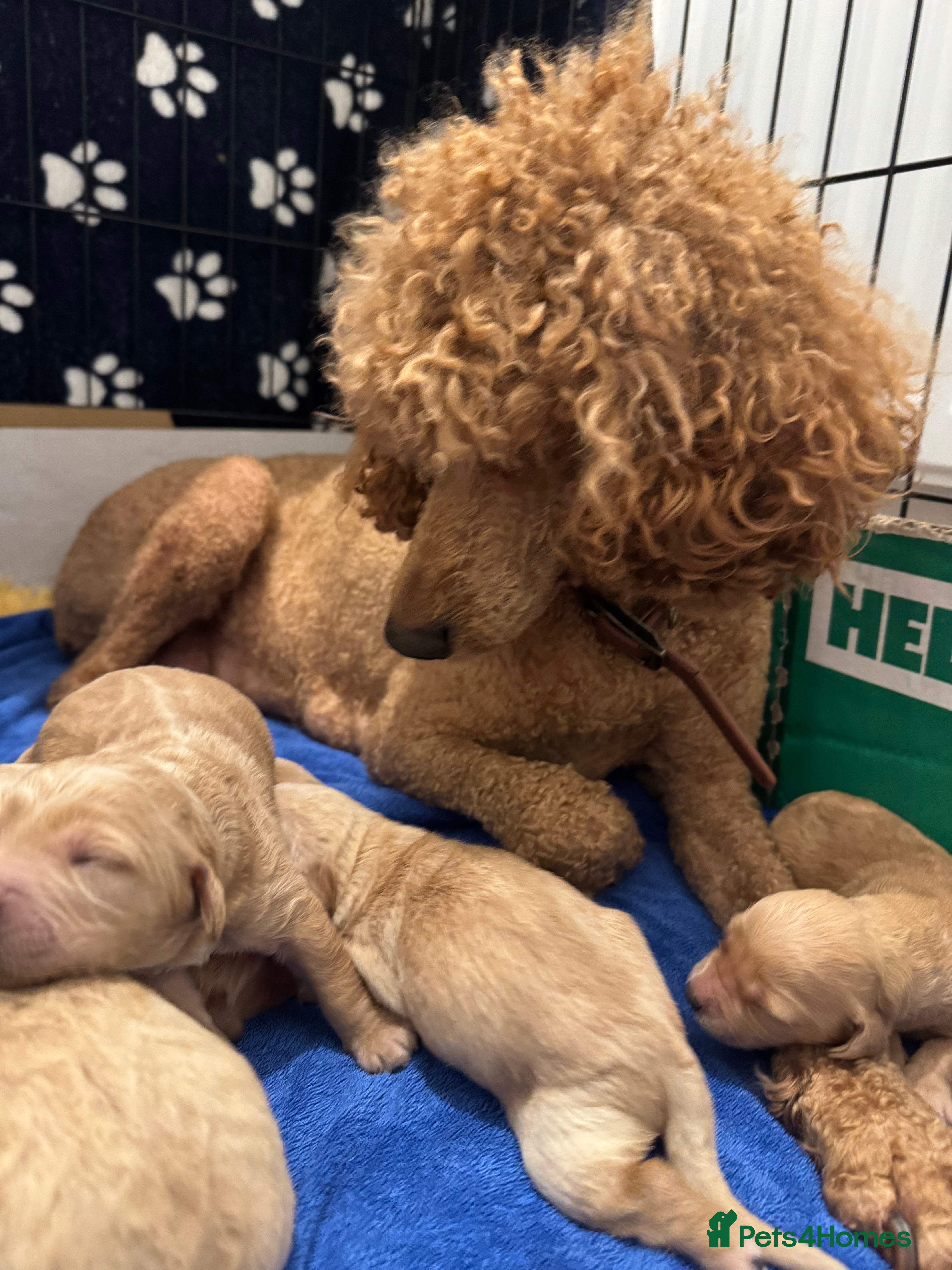 Goldendoodle dogs F1 Golden Doodles  - Advert 2