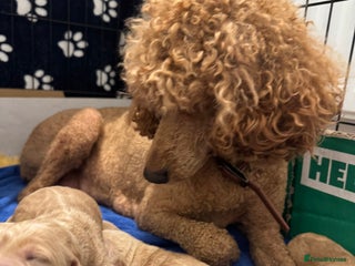 Goldendoodle dogs F1 Golden Doodles - Advert 2