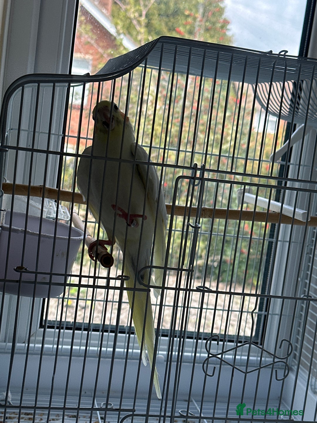 Cockatiels birds for sale: Male cockatiel  - Image 2