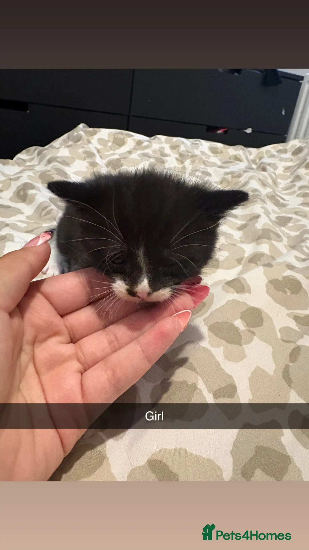 Mixed Breed cats for sale: 3 kittens available  in Nottingham - Advert 2