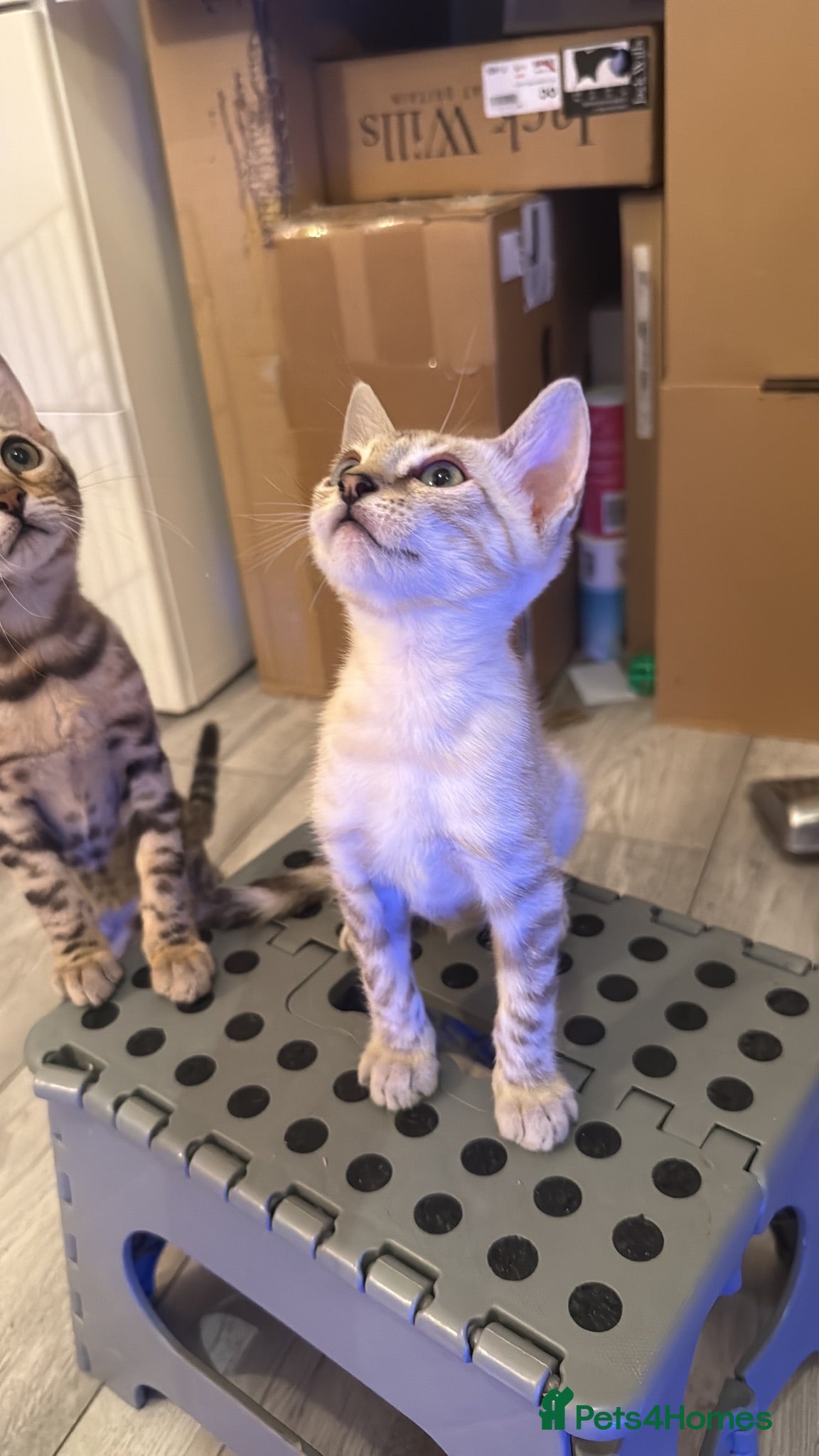 Bengal cats TICA Registered Gorgeous Bengals  - Advert 1