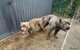 Cane Corso dogs for sale: Superb Cane Corso Puppies Available  - Image 6