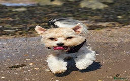 Yorkshire Terrier dogs for stud: Tricolor Beauty  Yorkshire Terrier Biewer Stud Dog - Image 1