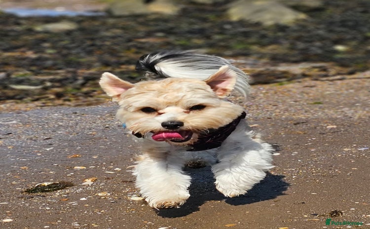 Yorkshire Terrier dogs - Advert 4