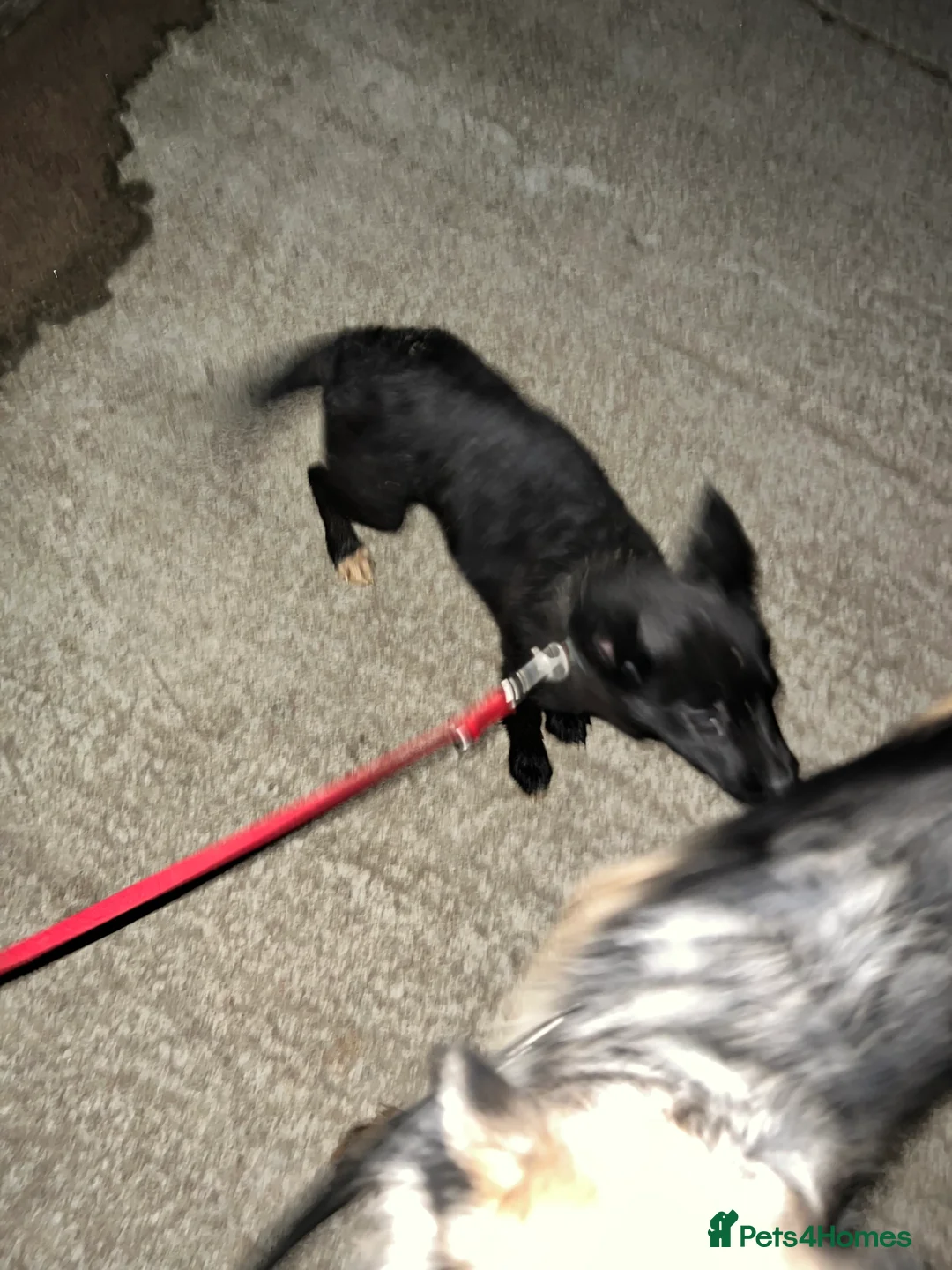Mixed Breed dogs for sale: German shepherd X COLLiE REDUCED!! - Advert 2
