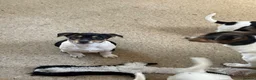 Jack Russell dogs for sale: Jack Russell pups for sale  - Advert 4