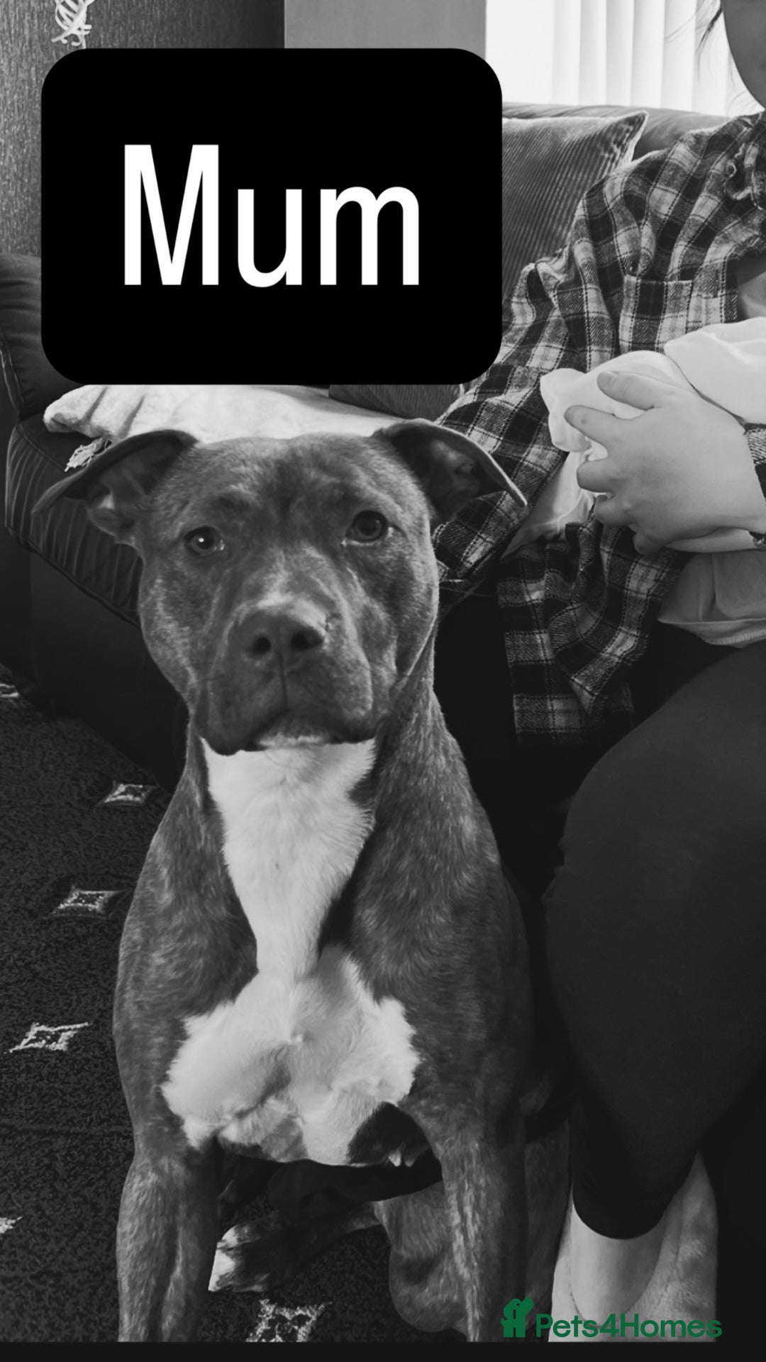 American Bull Staffy dogs for sale: 2 beautiful puppies available - Advert 8