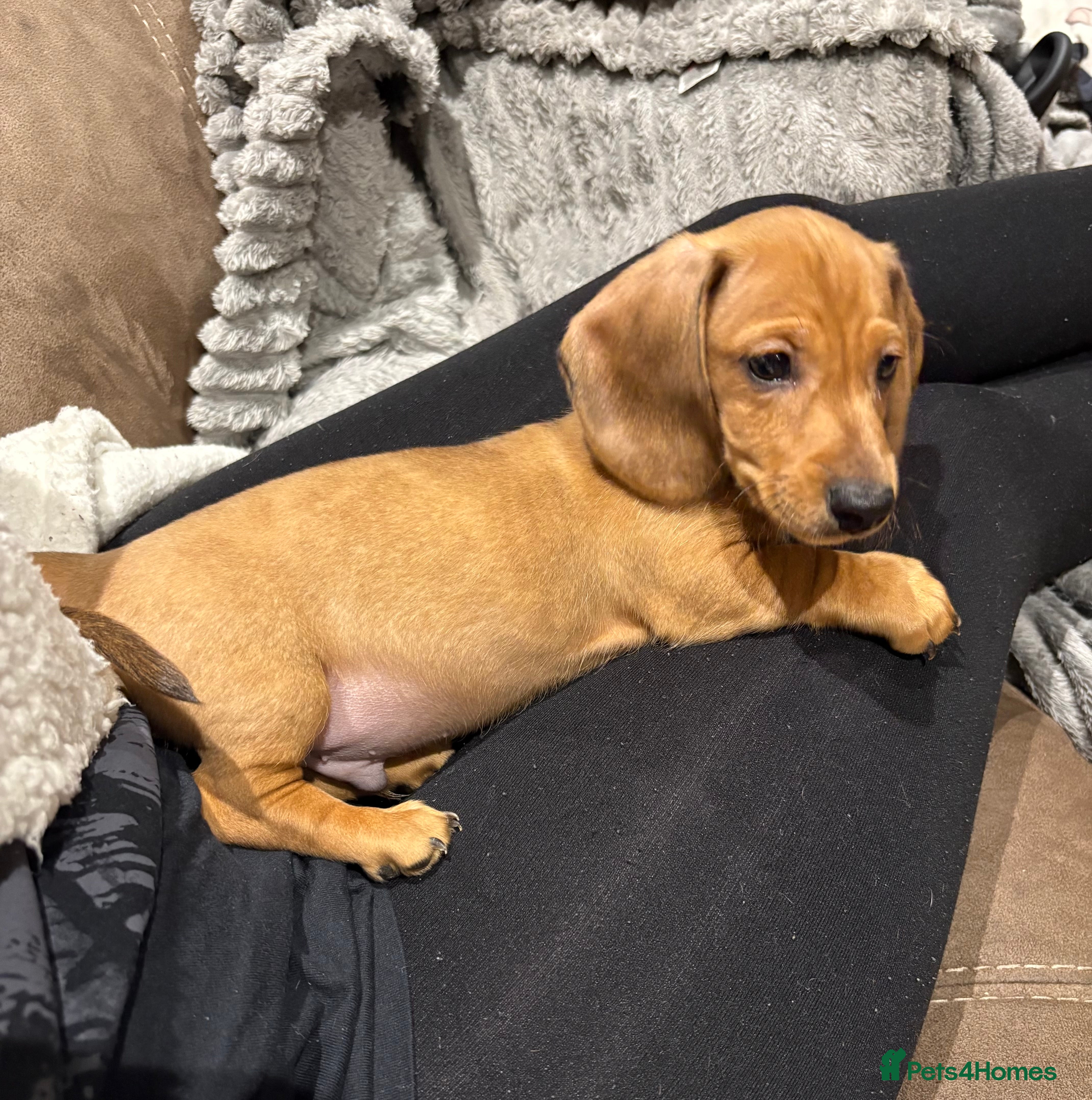 Miniature Dachshund dogs Miniature Dachshund Puppies💕 - Advert 7