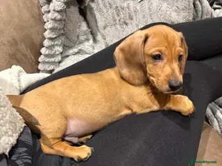 Miniature Dachshund dogs Miniature Dachshund Puppies💕 - Advert 7