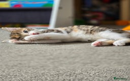 Domestic Shorthair cats for sale: Beautiful Girl Kitten ready to leave - Image 4