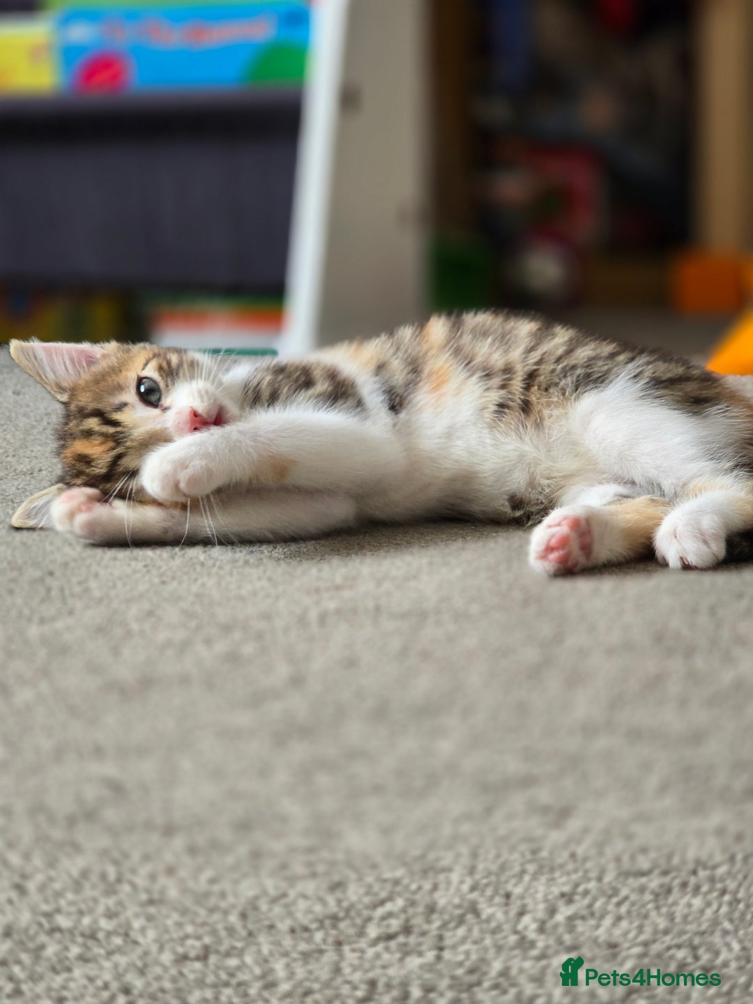 Domestic Shorthair cats for sale: Beautiful Girl Kitten ready to leave - Image 4