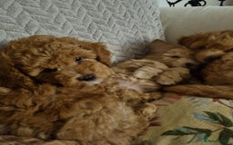 Miniature Poodle dogs for sale: Beautiful Miniature poodles  - Image 9