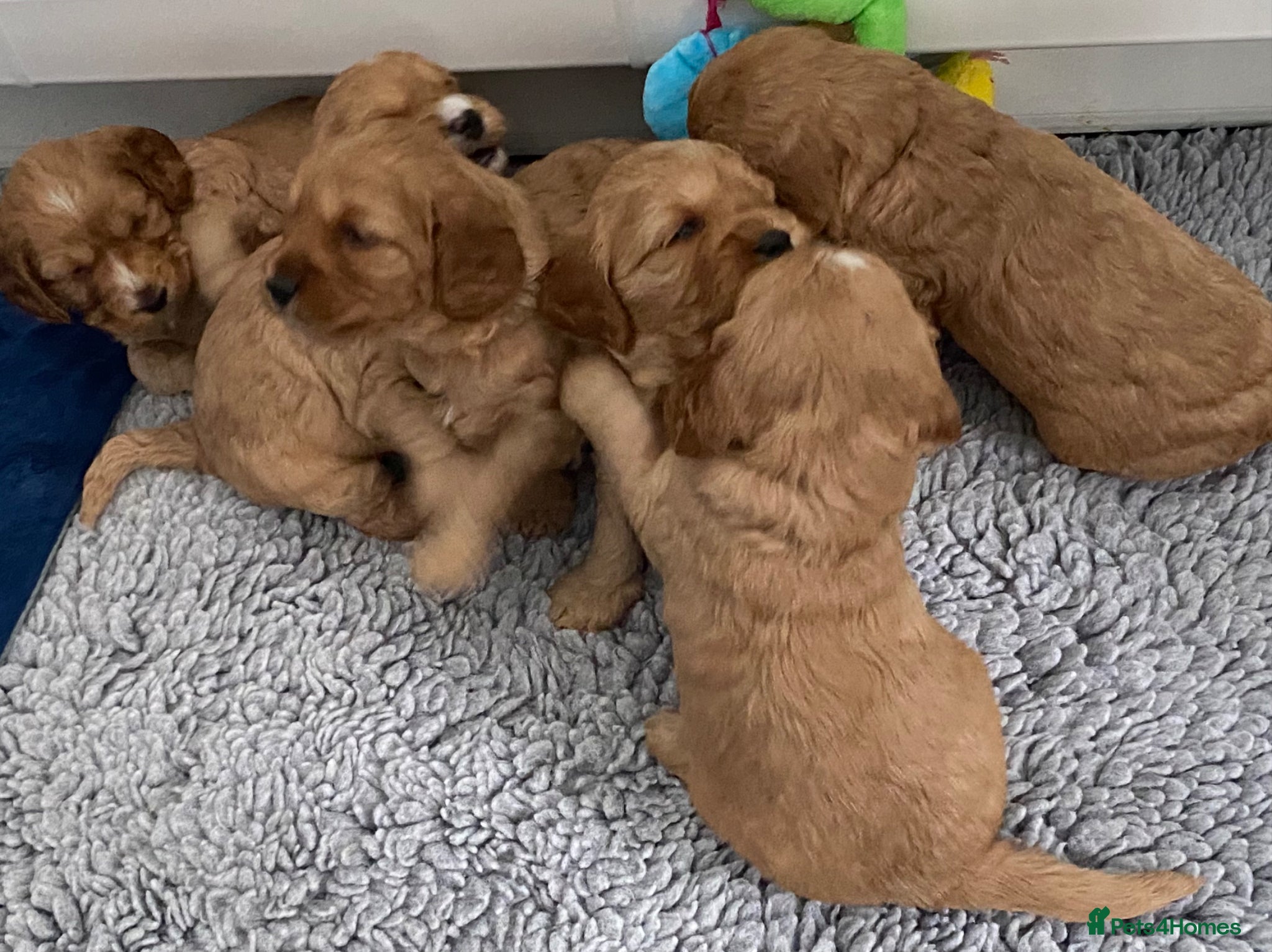 Cockapoo dogs DNA Tested Apricot Cockapoo Puppies - Advert 1