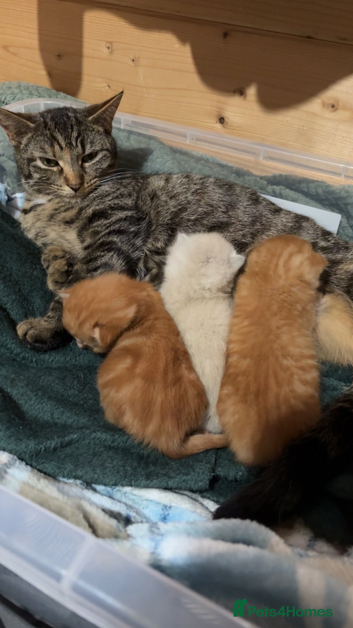 Mixed Breed cats 3 beautiful kittens  - Advert 11