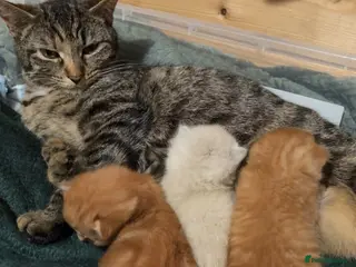 Mixed Breed cats 3 beautiful kittens - Advert 4