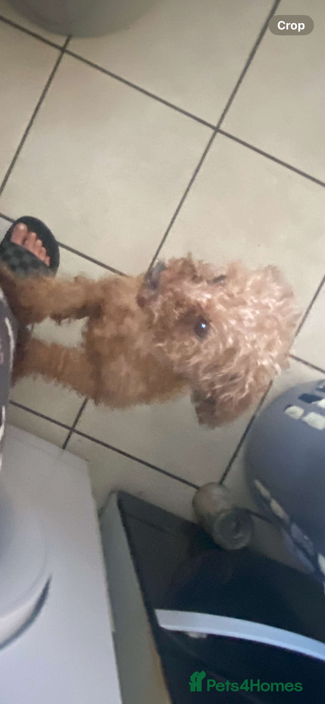 Toy Poodle dogs for sale: Toy poodle puppies  - Advert 2