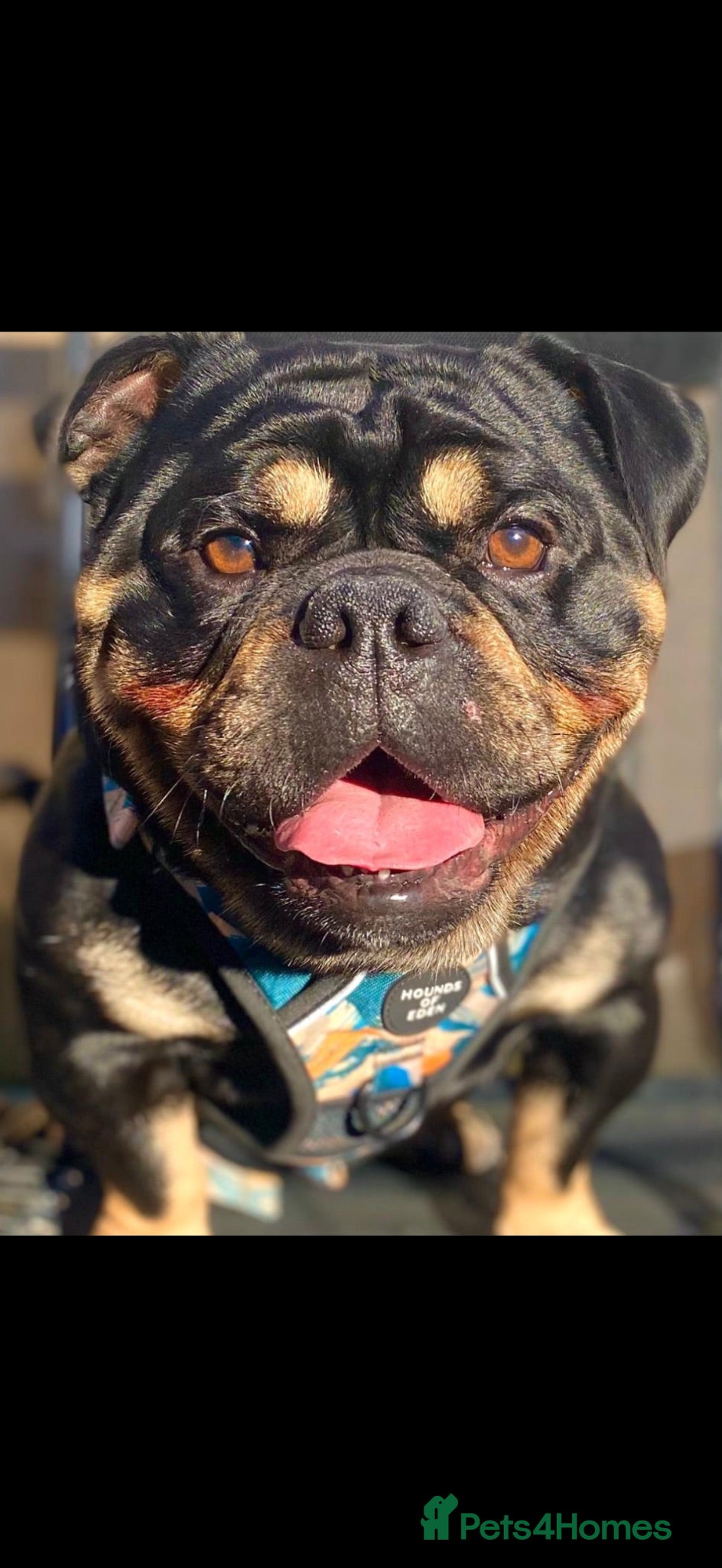 Olde English Bulldogge dogs Bruno. - Advert 8