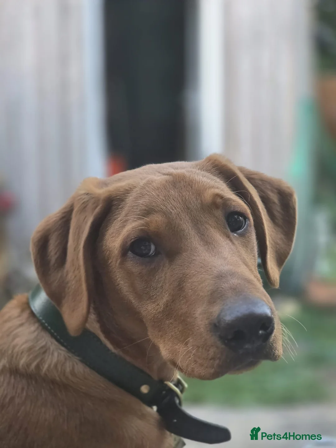 Labrador Retriever dogs for sale: 8 month old red fox lab boy ❤️ in Northampton - Advert 2