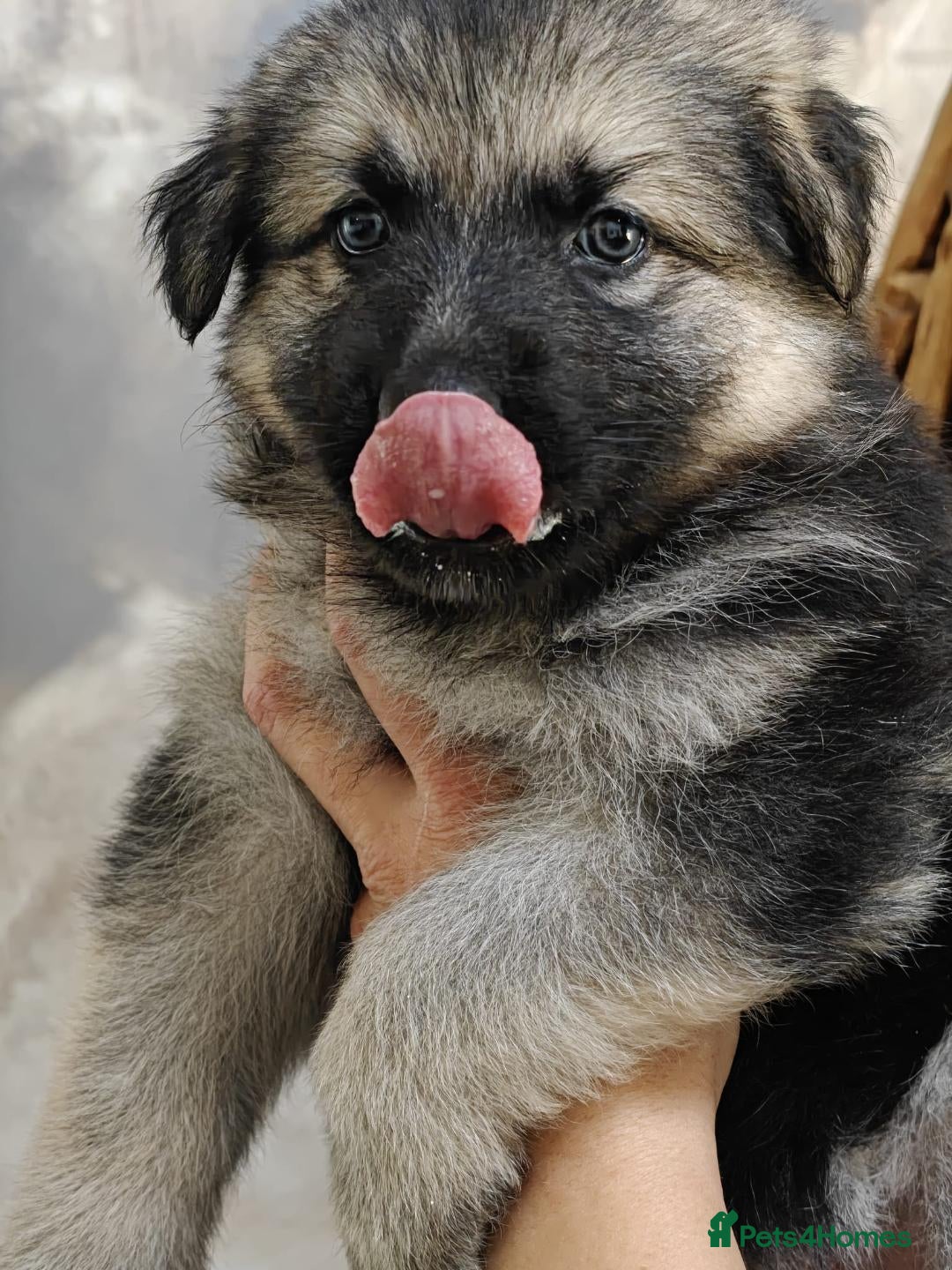 German Shepherd dogs for sale: Beautiful long coated  in Coalville - Image 19