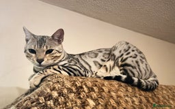 Domestic Shorthair cats for sale: Bengals  - Image 15